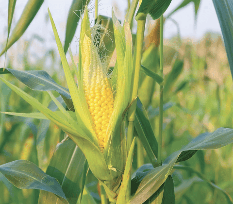 icon for What percent of U.S. corn production area will be in drought? (week of September 1)